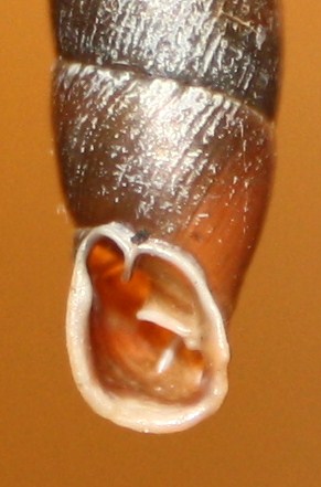 Clausiliidae da identificare